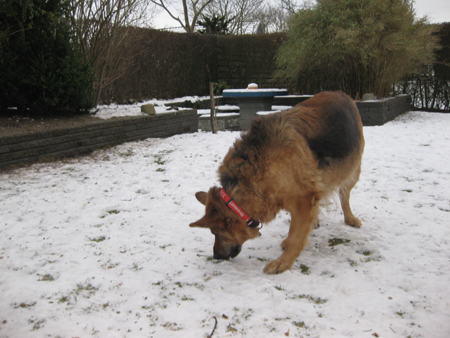 Januar 2013 Freja er glad for sne.