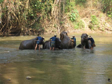 Elefanter får morgenbad og laver opvisning.